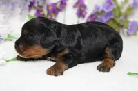 Phantom , a male Poodle - Toy  for sale in Trenton, MO – 3 of 8