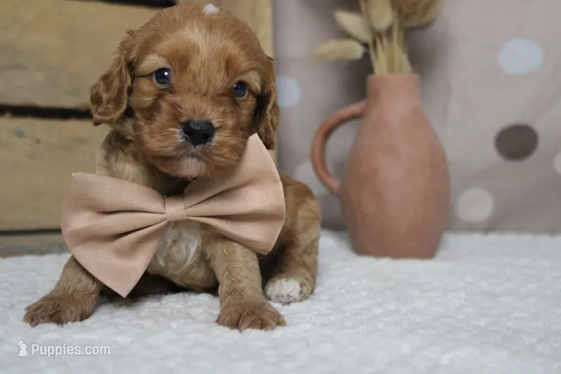 Sherbet  – Cockapoo puppy for sale in Trenton, MO