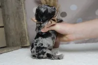 Spot, a male Miniature Aussiedoodle for sale in Trenton, MO – 9 of 10