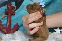 Parfait , a female Cocker Spaniel and Poodle - Toy  for sale in Trenton, MO – 7 of 7