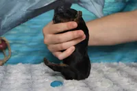 Rocky , a male Cocker Spaniel and Poodle - Toy  for sale in Trenton, MO – 6 of 6