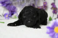 Peppercorn , a male Poodle - Toy  for sale in Trenton, MO – 3 of 10