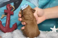 Parfait , a female Cocker Spaniel and Poodle - Toy  for sale in Trenton, MO – 6 of 7