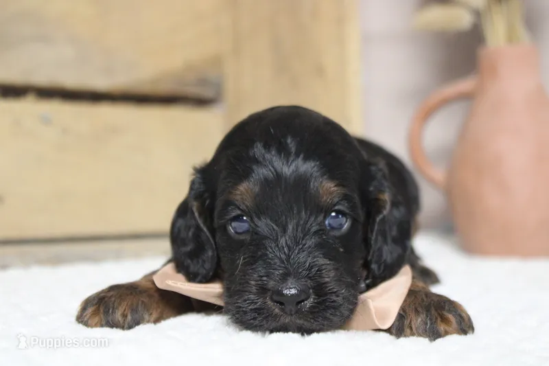 Toffee  – Cockapoo puppy for sale in Trenton, MO