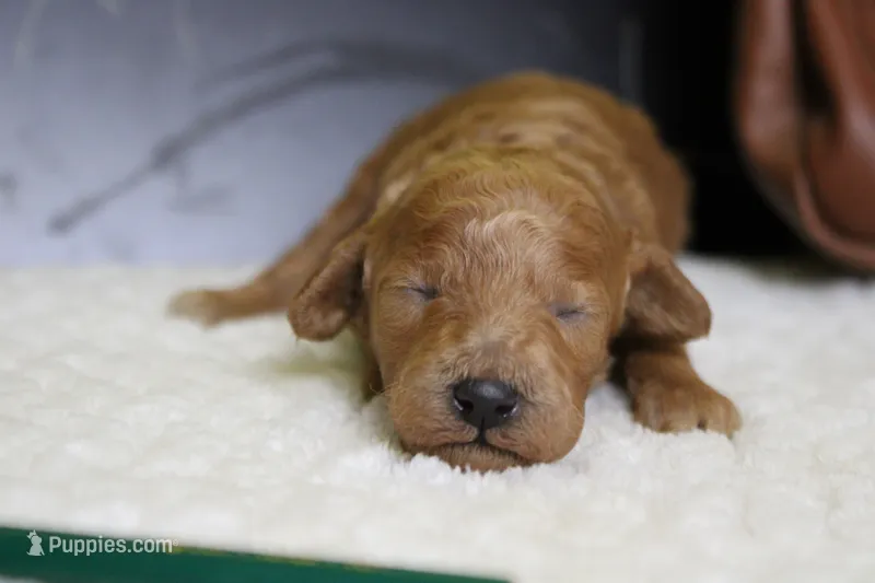 Tangelo  – Poodle - Miniature  puppy for sale in Trenton, MO