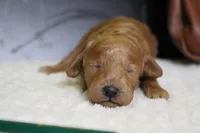 Tangelo , a male Poodle - Miniature  for sale in Trenton, MO – 1 of 7
