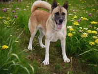 KJ, a female Akita for sale in Trenton, MO – 8 of 8