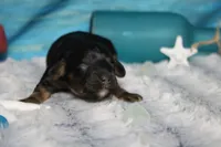 Ripple , a male Cocker Spaniel and Poodle - Toy  for sale in Trenton, MO – 2 of 7
