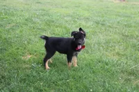 Pine , a male Siberian Husky and Miniature Aussiedoodle for sale in Trenton, MO – 4 of 10