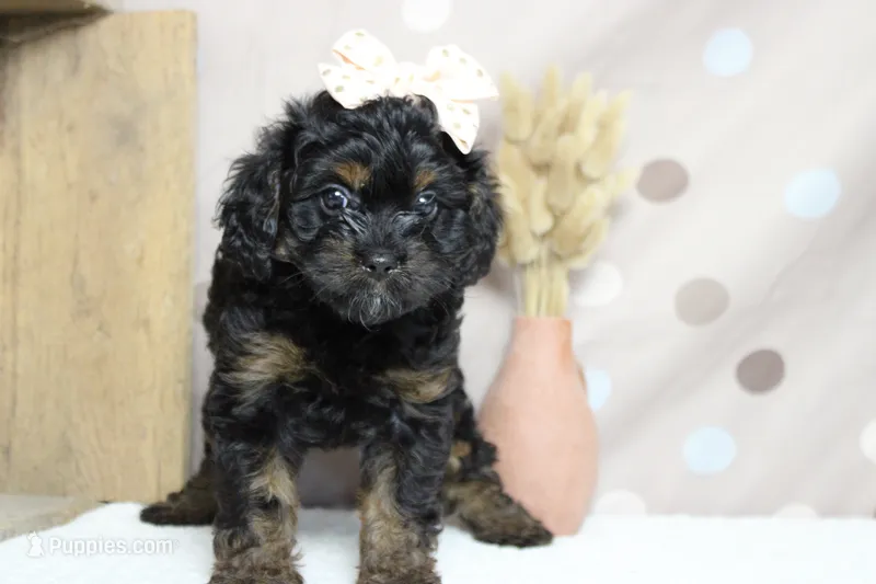 Pandora  – Poodle - Toy  puppy for sale in Trenton, MO