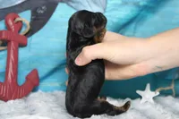 Toffee , a male Cocker Spaniel and Poodle - Toy  for sale in Trenton, MO – 6 of 7