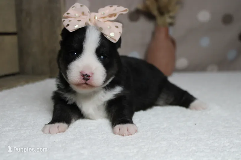 Miko  – Pomsky puppy for sale in Trenton, MO