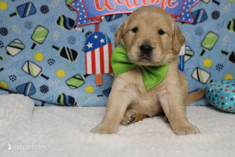Challah  – Golden Retriever puppy for sale in Trenton, MO