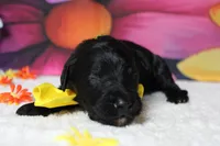 Onyx , a male Bernedoodle for sale in Trenton, MO – 3 of 6