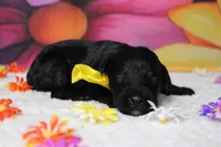 Onyx , a male Bernedoodle for sale in Trenton, MO – 6 of 6