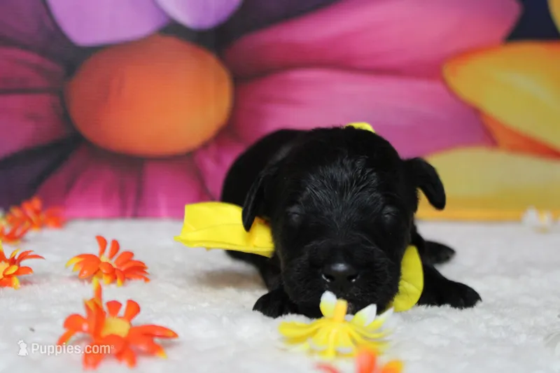 Onyx  – Bernedoodle puppy for sale in Trenton, MO