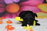 Onyx , a male Bernedoodle for sale in Trenton, MO – 1 of 6