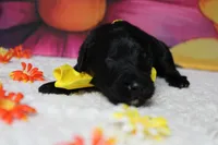 Onyx , a male Bernedoodle for sale in Trenton, MO – 2 of 6