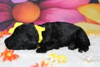 Onyx , a male Bernedoodle for sale in Trenton, MO – 4 of 6