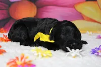 Onyx , a male Bernedoodle for sale in Trenton, MO – 5 of 6