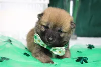 Blizzard , a male Shiba Inu for sale in Trenton, MO – Photo 5 of 9