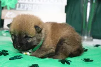 Blizzard , a male Shiba Inu for sale in Trenton, MO – Photo 6 of 9