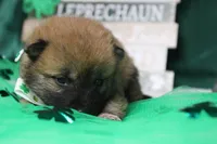 Blizzard , a male Shiba Inu for sale in Trenton, MO – Photo 3 of 9