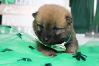 Blizzard , a male Shiba Inu for sale in Trenton, MO – Photo 4 of 9