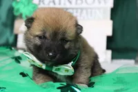 Blizzard , a male Shiba Inu for sale in Trenton, MO – Photo 2 of 9