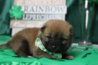 Blizzard , a male Shiba Inu for sale in Trenton, MO – Photo 7 of 9