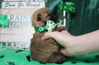 Blizzard , a male Shiba Inu for sale in Trenton, MO – Photo 8 of 9