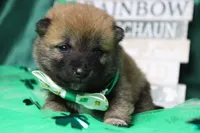 Blizzard , a male Shiba Inu for sale in Trenton, MO – Photo 1 of 9