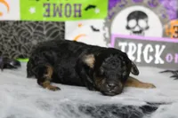 Ray , a male Poodle - Toy  for sale in Trenton, MO – 8 of 10
