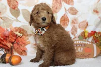 Seville, a male Poodle - Miniature  for sale in Trenton, MO – 6 of 8