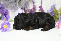 Pandora , a female Poodle - Toy  for sale in Trenton, MO – 7 of 10