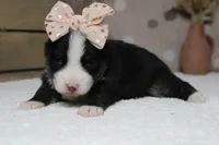 Miko , a female Pomsky for sale in Trenton, MO – 10 of 10