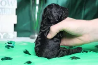 Ella , a female Poodle - Toy  for sale in Trenton, MO – Photo 6 of 7