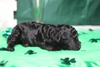 Ella , a female Poodle - Toy  for sale in Trenton, MO – Photo 5 of 7