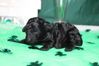 Ella , a female Poodle - Toy  for sale in Trenton, MO – Photo 3 of 7