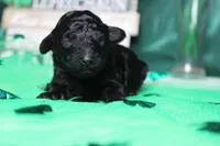 Ella , a female Poodle - Toy  for sale in Trenton, MO – Photo 1 of 7