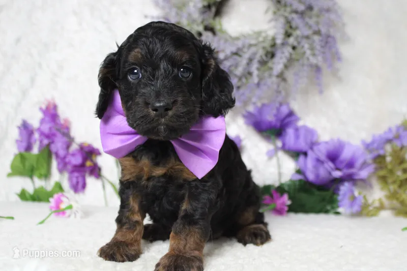 Toffee  – Cockapoo puppy for sale in Trenton, MO