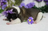 Granny , a female Akita for sale in Trenton, MO – Photo 6 of 7