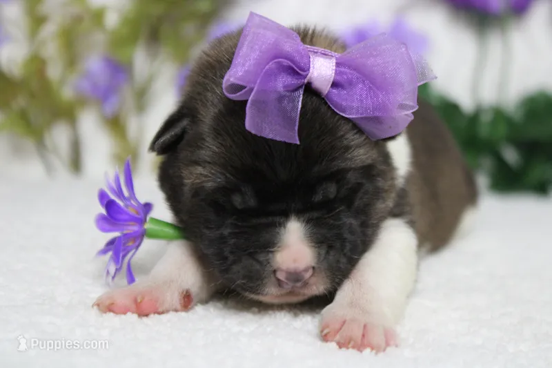 Granny  – Akita puppy for sale in Trenton, MO