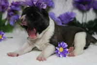 Granny , a female Akita for sale in Trenton, MO – Photo 5 of 7