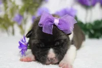 Granny , a female Akita for sale in Trenton, MO – Photo 3 of 7