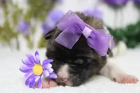 Granny , a female Akita for sale in Trenton, MO – Photo 2 of 7