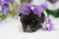 Honey , a female Akita for sale in Trenton, MO – Photo 2 of 10