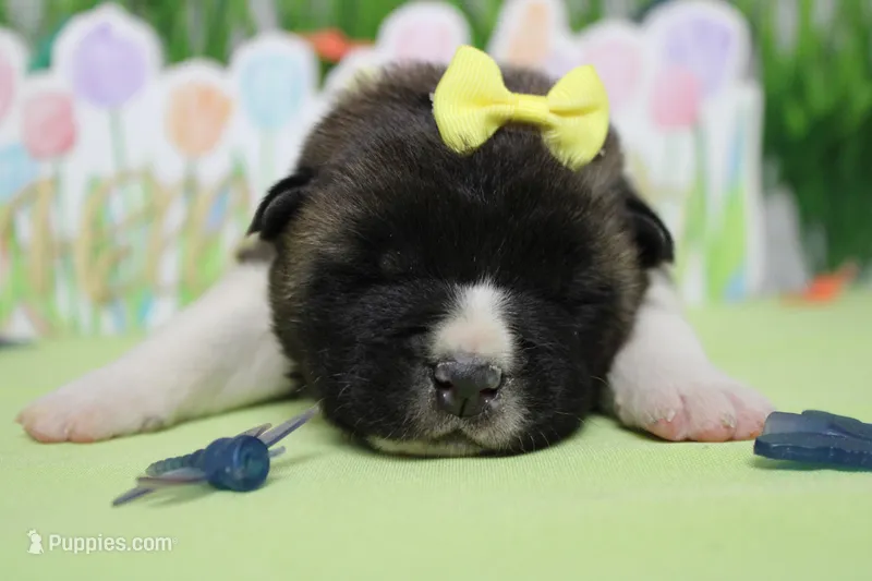 Granny  – Akita puppy for sale in Trenton, MO
