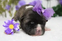 Granny , a female Akita for sale in Trenton, MO – Photo 4 of 7