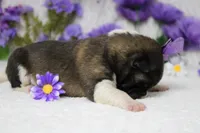 Granny , a female Akita for sale in Trenton, MO – Photo 7 of 7